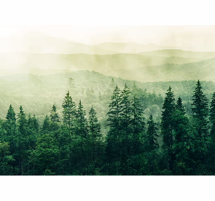 Tenda a rullo cucina cime degli alberi della foresta - TenStickers