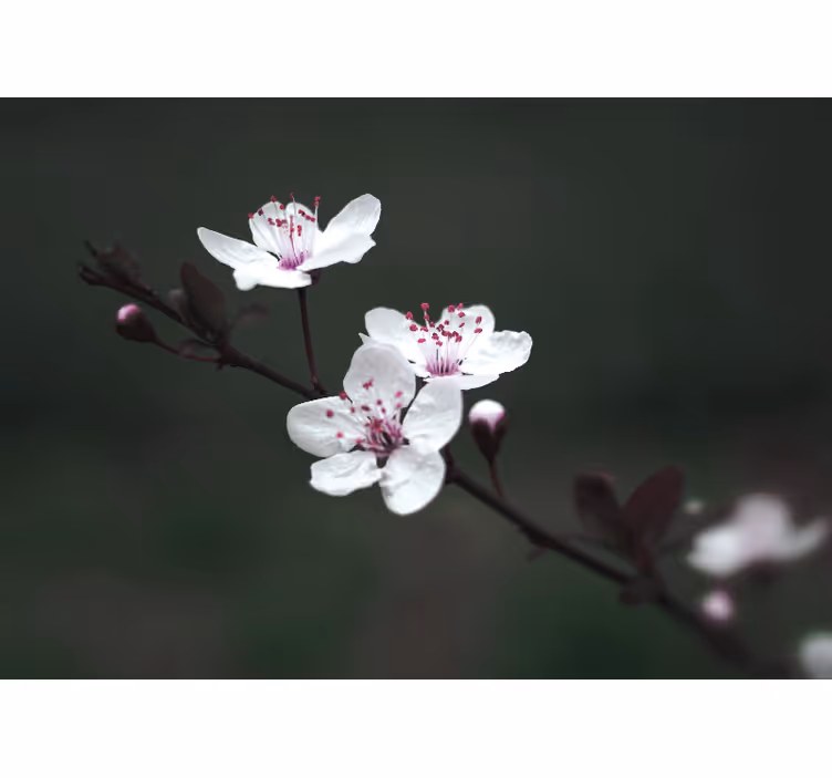 Tenda a rullo soggiorno fiori di ciliegio eleganti - TenStickers