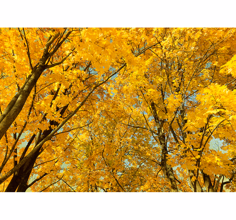Tenda a rullo gialla foglie d'autunno gialle - TenStickers