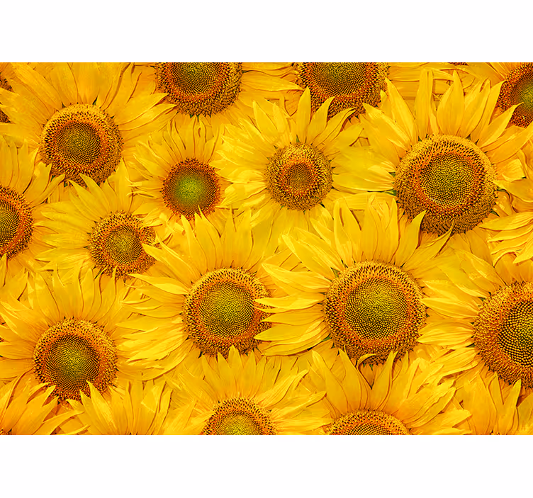 Tenda a rullo gialla girasoli - TenStickers