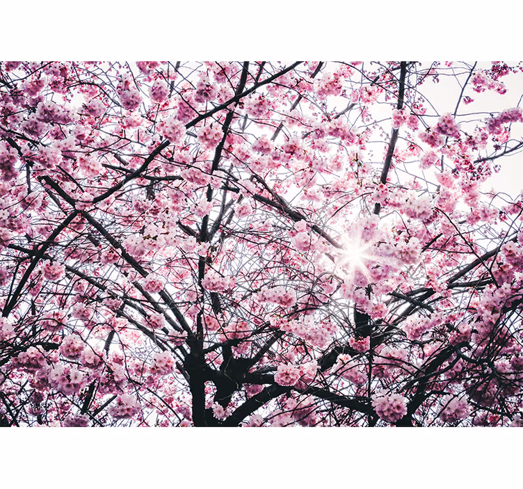 Tenda a rullo rosa alberi di sakura - TenStickers