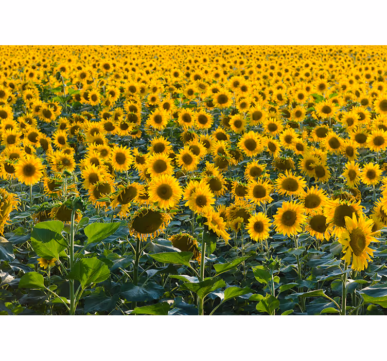 Tenda a rullo soggiorno campo di girasoli al tramonto - TenStickers