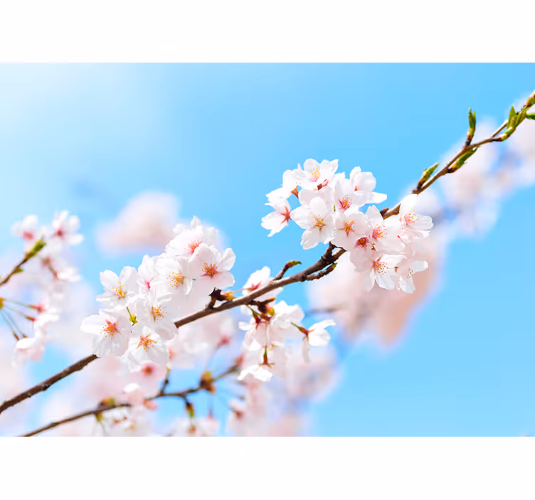 Tenda a rullo soggiorno fiori di ciliegio bianchi - TenStickers