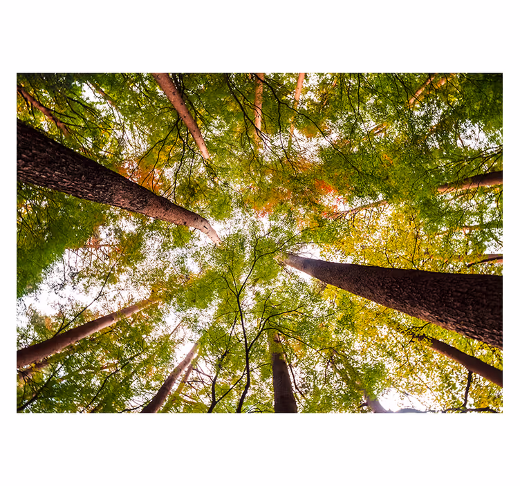 Tenda a rullo soggiorno grandi alberi nel bosco - TenStickers