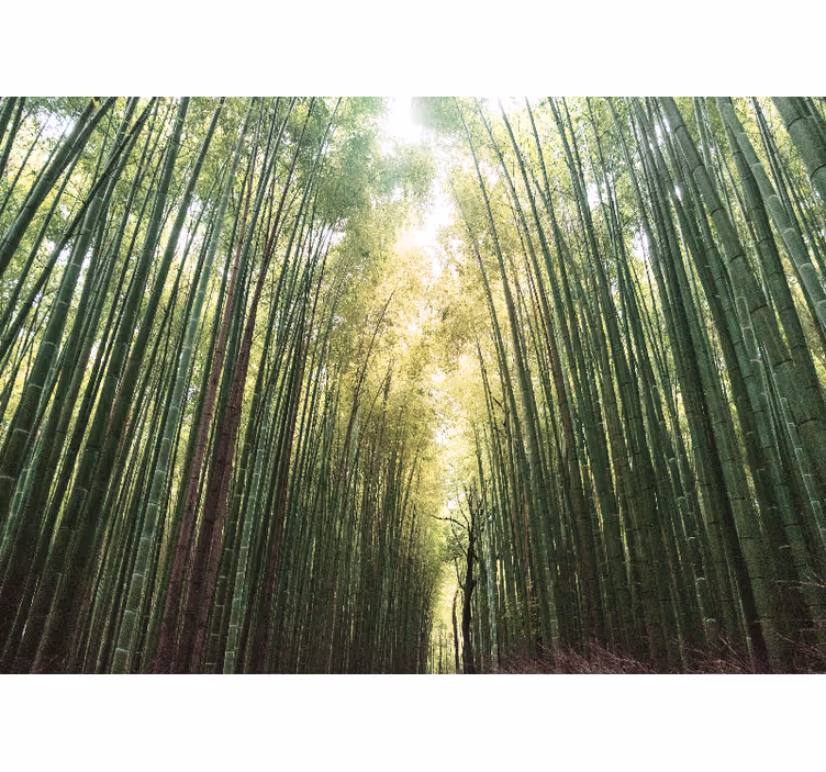 Tenda a rullo soggiorno foresta di bambù zen - TenStickers