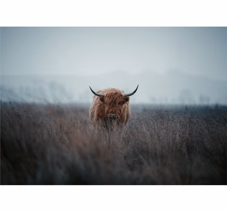 Tenda a rullo soggiorno mucca delle highlands - TenStickers