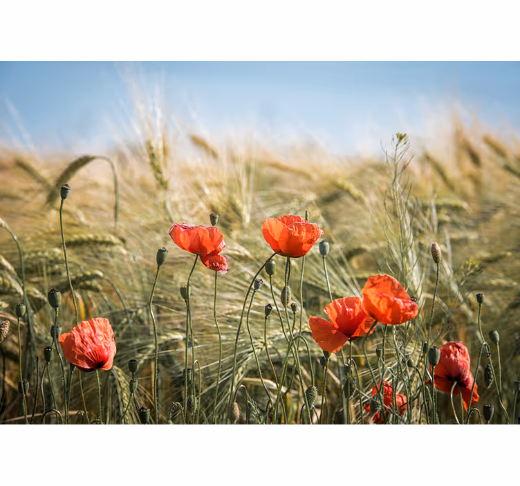 Tenda a rullo soggiorno papaveri nel grano estivo - TenStickers