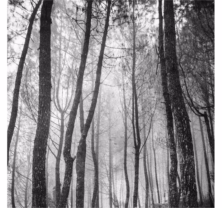 Tenda a rullo soggiorno foresta nebbiosa dall'alto - TenStickers