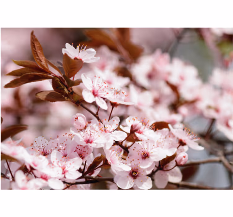 Tenda a rullo soggiorno fiori di ciliegio - TenStickers