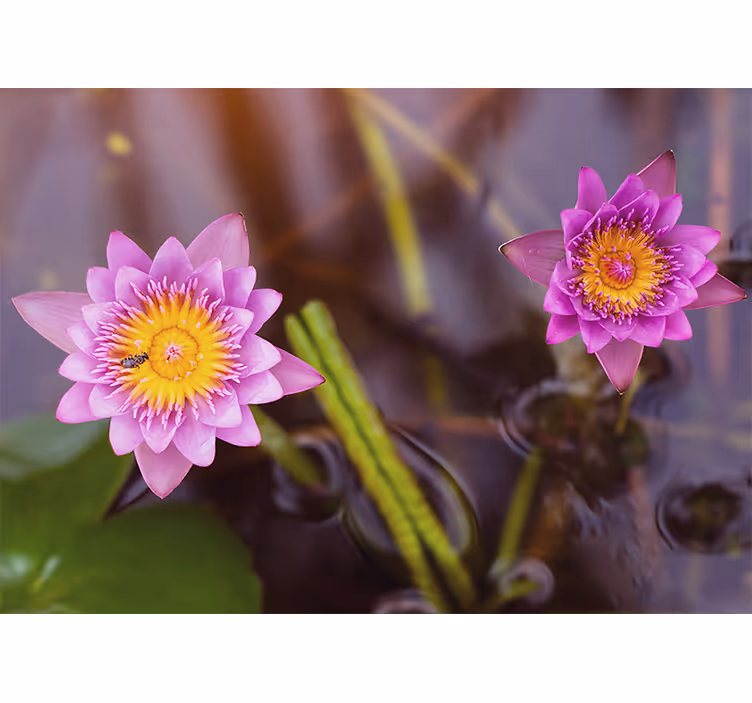 Tenda a rullo soggiorno loto rosa e viola - TenStickers
