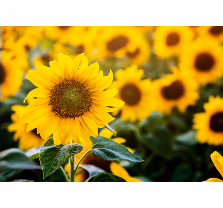 Tenda a rullo soggiorno campo di girasoli dettagliato - TenStickers