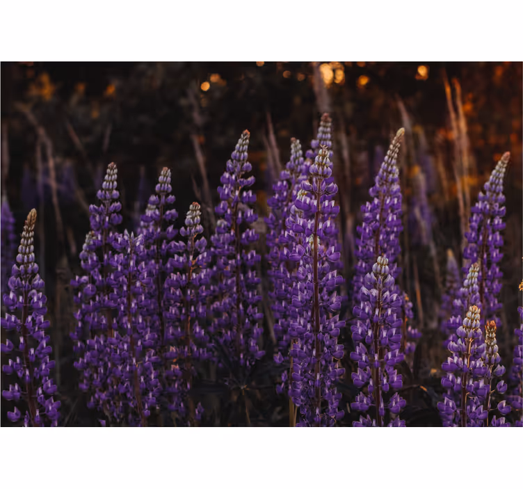 Tenda a rullo soggiorno foresta ravvivata da fiori viola - TenStickers
