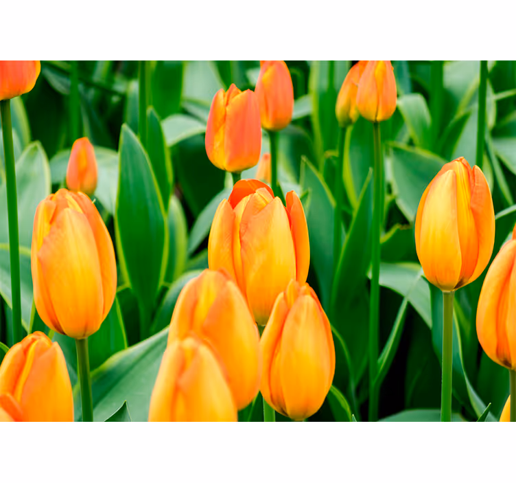 Tenda a rullo soggiorno fiori di tulipano arancioni - TenStickers