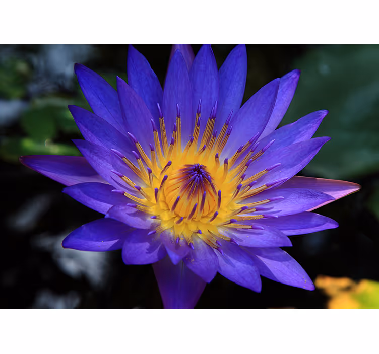 Tenda a rullo soggiorno fiore di loto viola - TenStickers