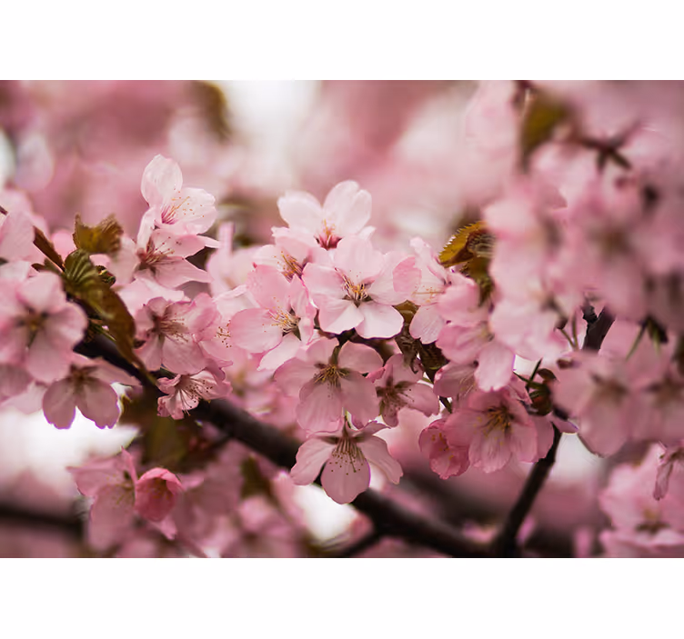 Tenda a rullo soggiorno fiori di ciliegio rosa - TenStickers