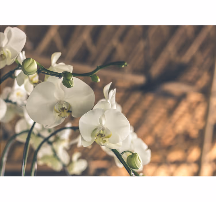 Tenda a rullo soggiorno orchidea bianca strutturata - TenStickers