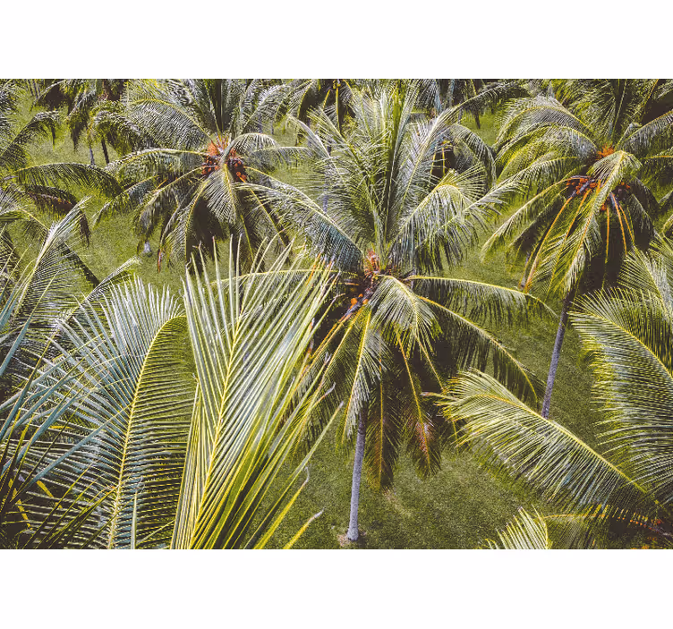 Tenda a rullo soggiorno paesaggio foresta di palme - TenStickers