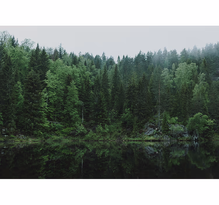 Tenda a rullo soggiorno una foresta sul lago - TenStickers