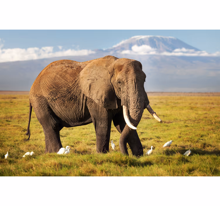 Tenda a rullo soggiorno elefante kilimanjaro - TenStickers
