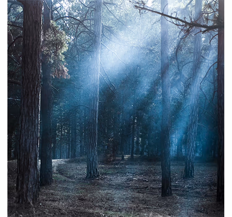 Tenda a rullo soggiorno natura crepuscolare nel bosco - TenStickers