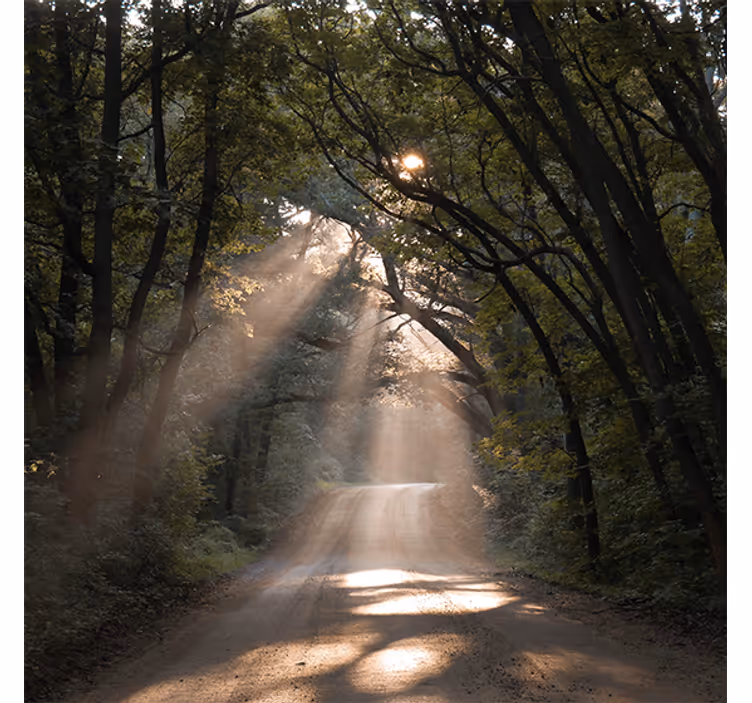 Tenda a rullo soggiorno sentiero naturale nel bosco - TenStickers