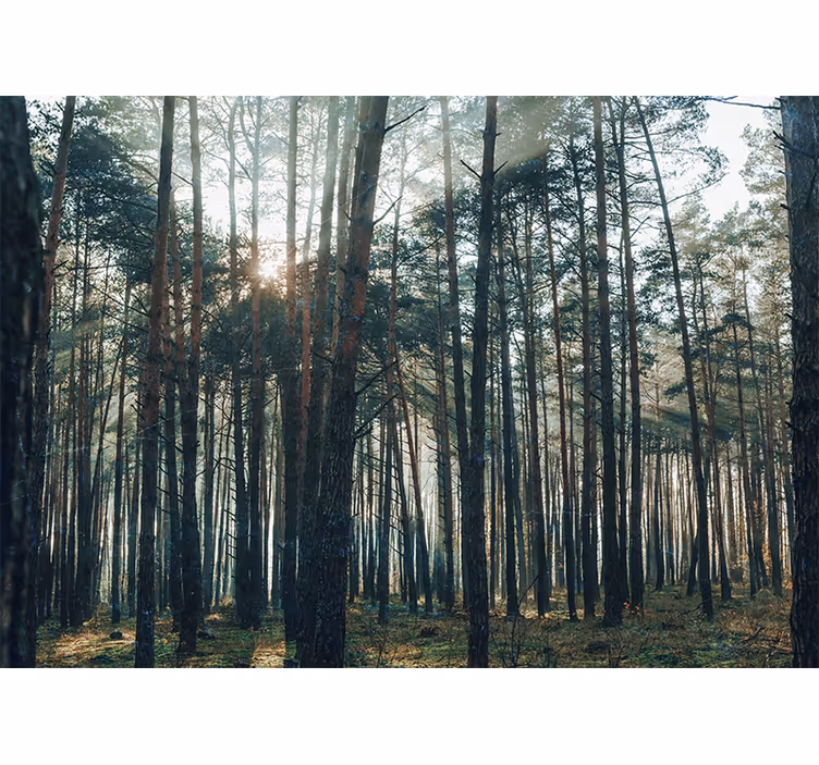 Tenda a rullo soggiorno design foresta di pini - TenStickers
