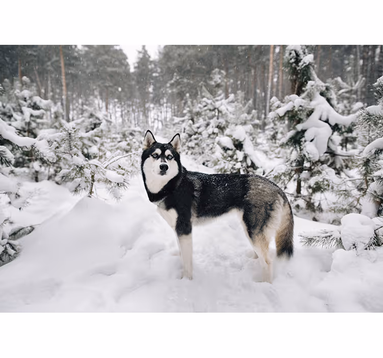 Tenda a rullo bianca foresta invernale e cane husky - TenStickers