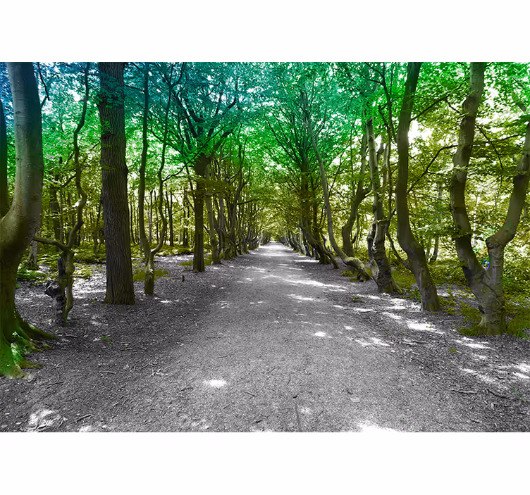 Tenda a rullo soggiorno strada forestale verde sole - TenStickers