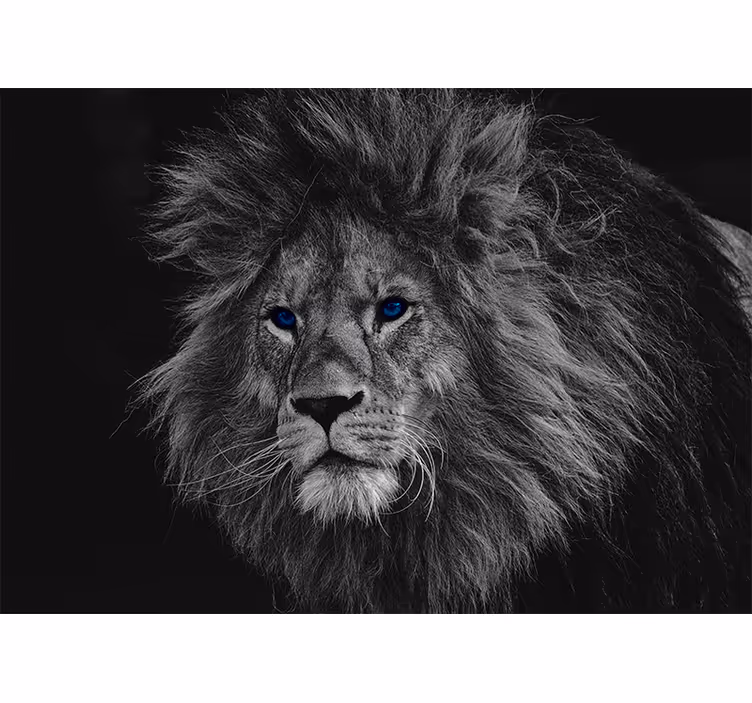 Tenda a rullo grigia leone dagli occhi blu - TenStickers