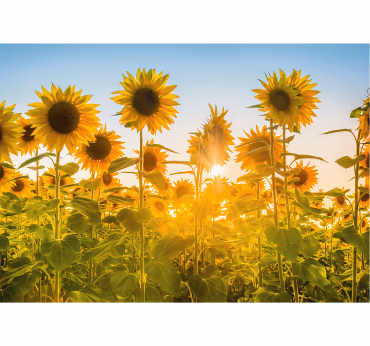 Tenda a rullo camera da letto campo di girasoli all'alba - TenStickers