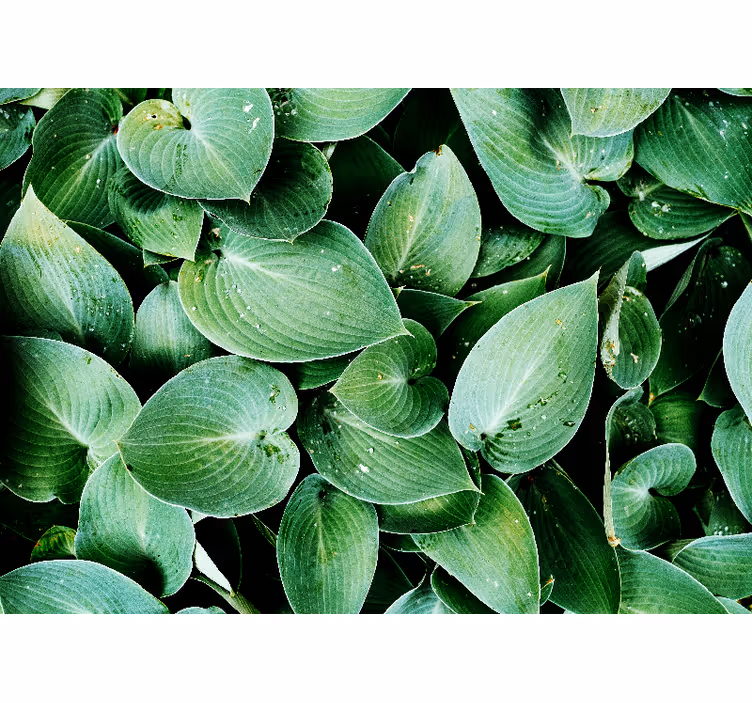 Tenda a rullo camera da letto foglia verde foliage - TenStickers