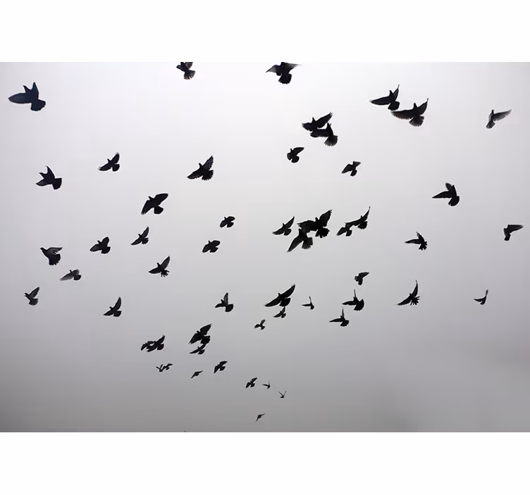 Tenda a rullo grigia immagine estetica di uccelli in ombra - TenStickers