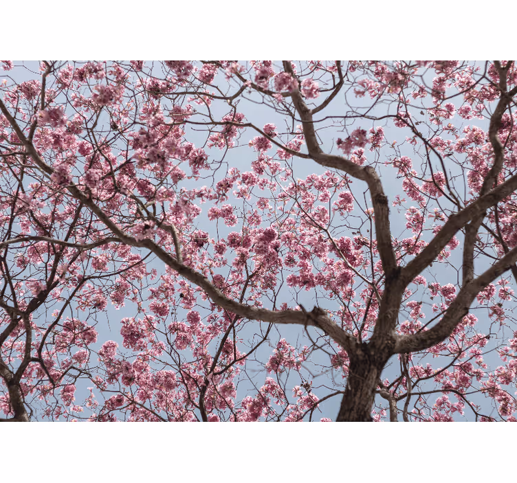 Tenda a rullo camera da letto albero di ciliegio rosa - TenStickers