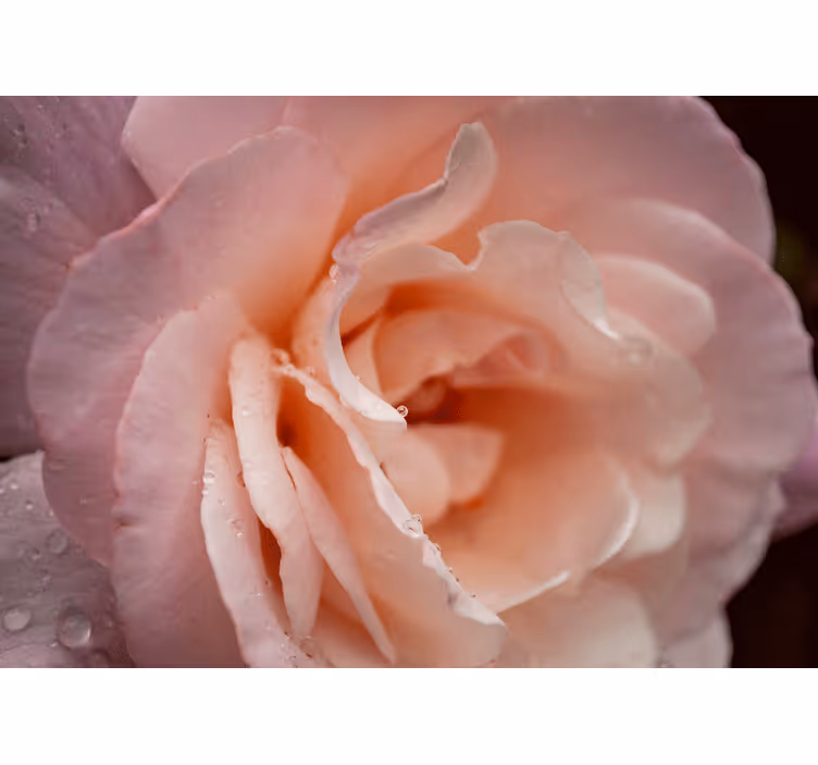 Tenda a rullo camera da letto gocce d'acqua rosa elegante - TenStickers