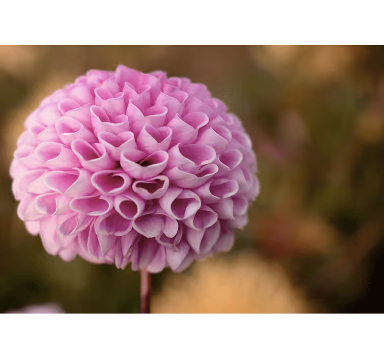 Tenda a rullo camera da letto fiori rosa a cuore eleganti - TenStickers