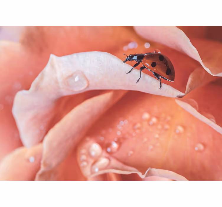 Tenda a rullo camera da letto stile elegante coccinella rosa - TenStickers