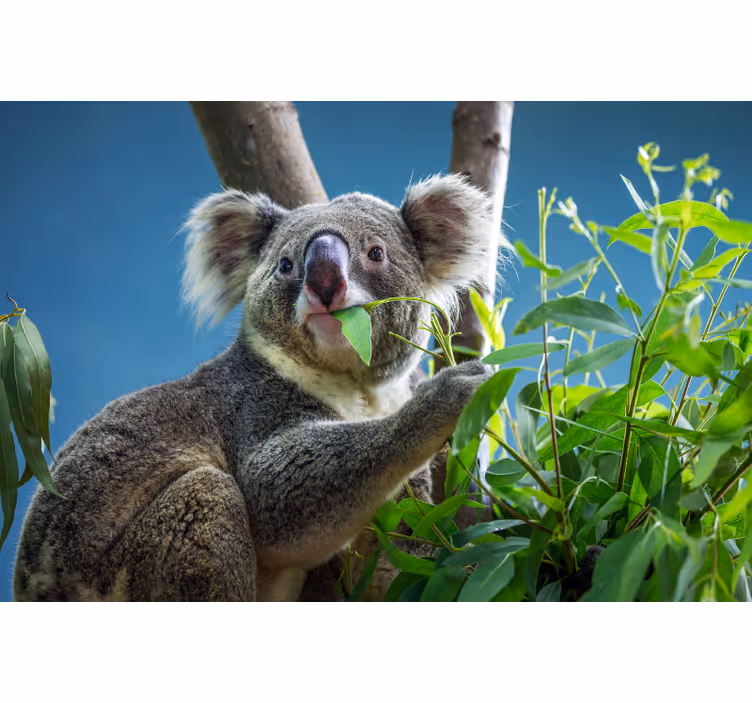 Tenda a rullo camera da letto orsetti koala adorabili - TenStickers