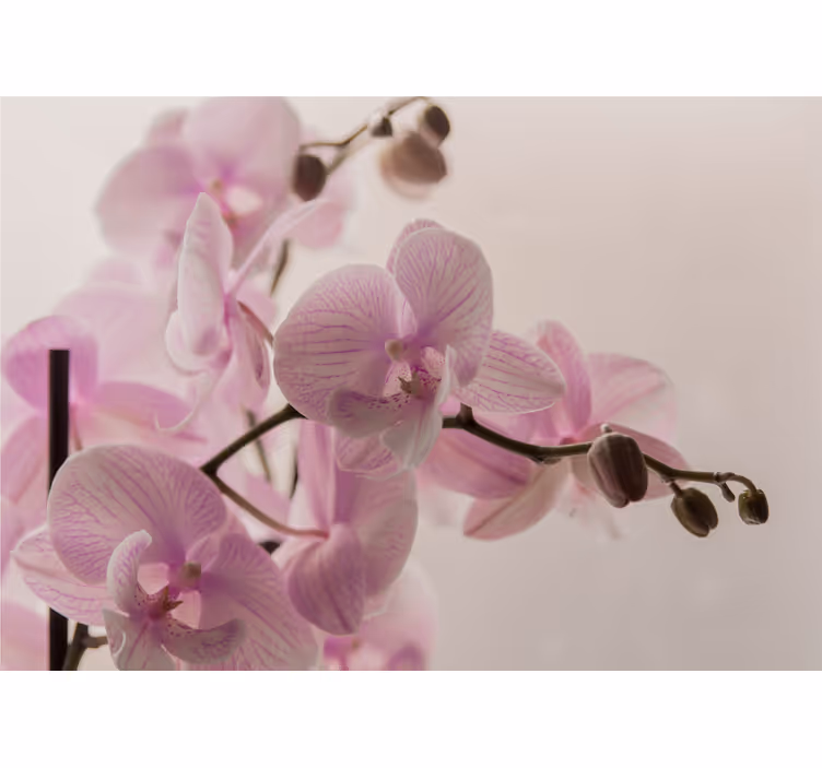 Tenda a rullo camera da letto design orchidea - TenStickers