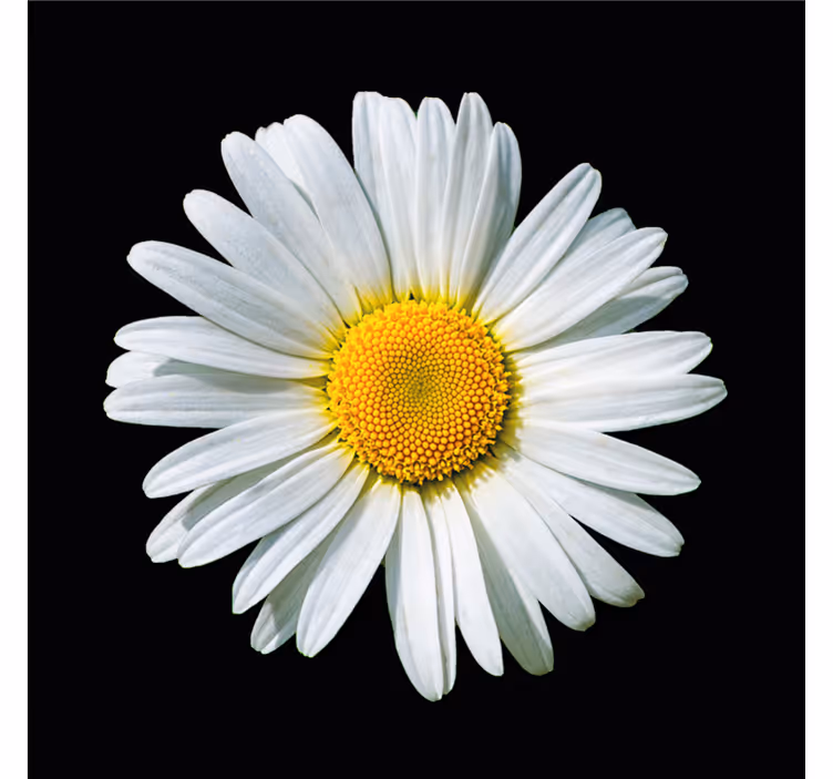 Tenda a rullo nera fiore margherita bianco e nero - TenStickers