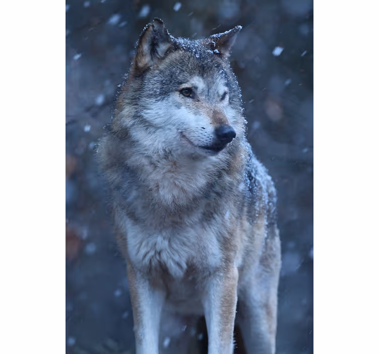 Tenda a rullo camera ragazzi lupo nella neve - TenStickers