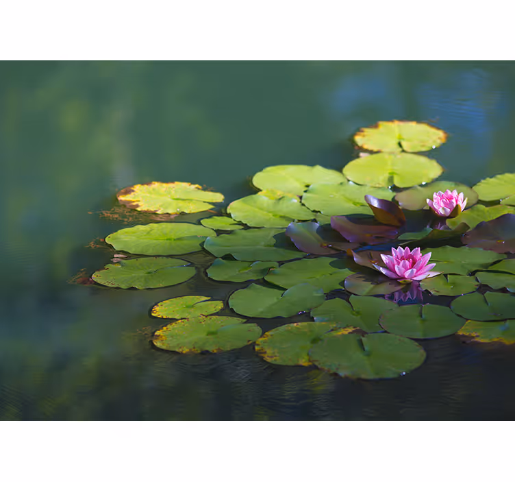 Tenda a rullo zen due fiori di loto - TenStickers