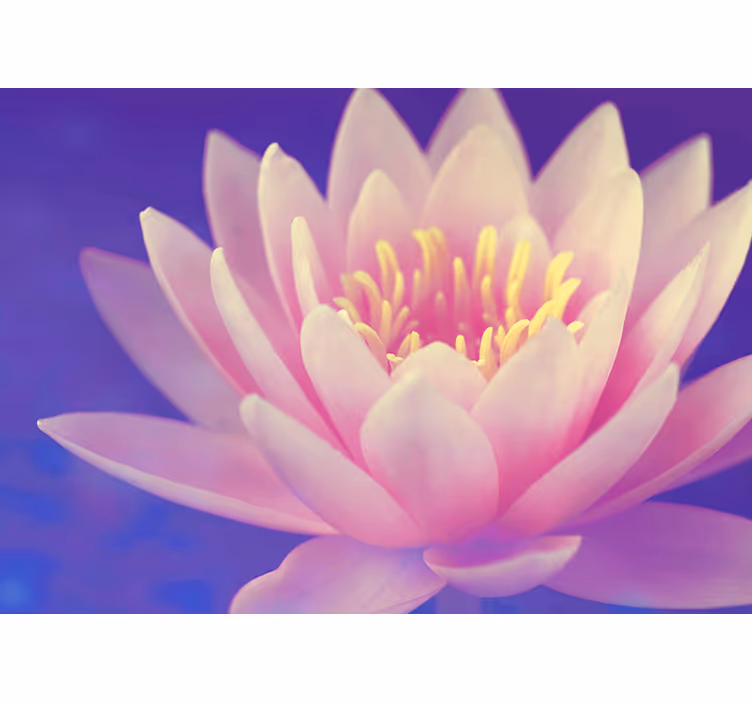 Tenda a rullo zen fiore di loto rosa - TenStickers