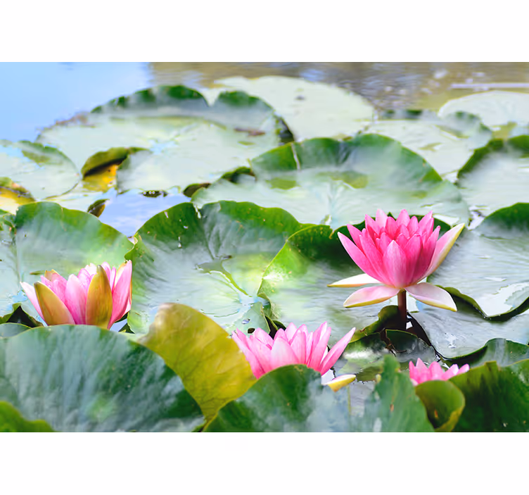 Tenda a rullo zen fiori di loto lineari - TenStickers