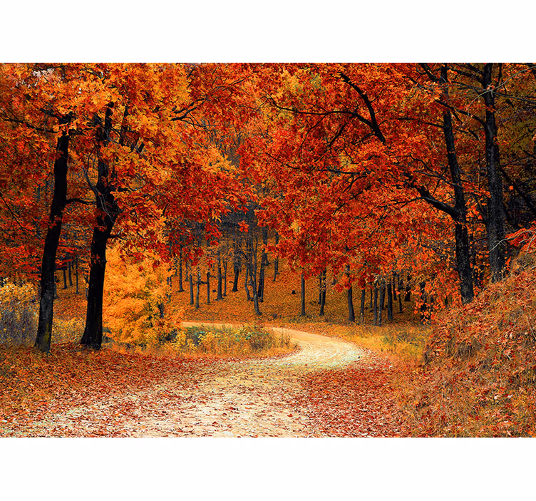 Tenda a rullo arancione carta da parati alberi d'autunno - TenStickers