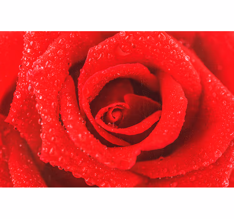Tenda a rullo rossa fiore di rosa - TenStickers