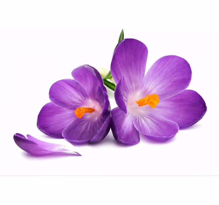 Tenda a rullo porpora fiori raccolti sereni - TenStickers