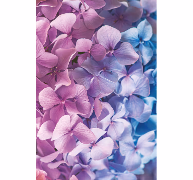Tenda a rullo fiori e piante gruppo di petali di ortensia - TenStickers