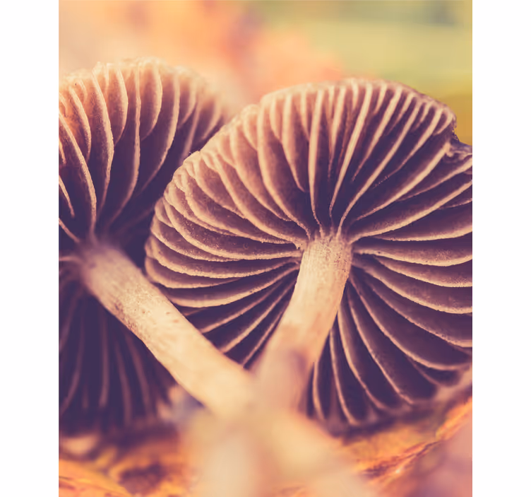 Tenda a rullo fiori e piante lamelle di funghi - TenStickers