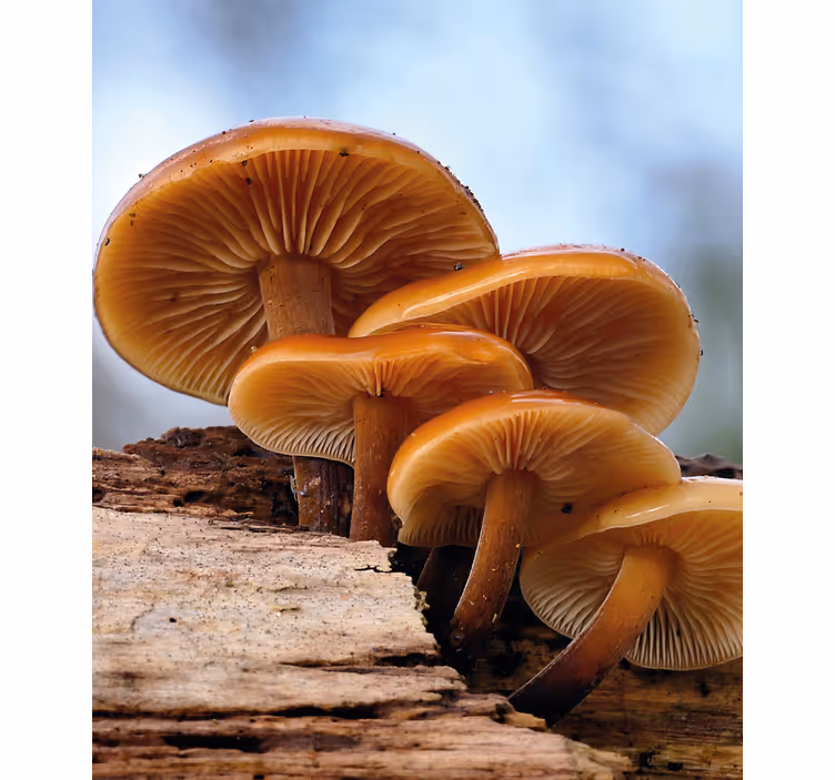 Tenda a rullo fiori e piante crescita dei funghi - TenStickers