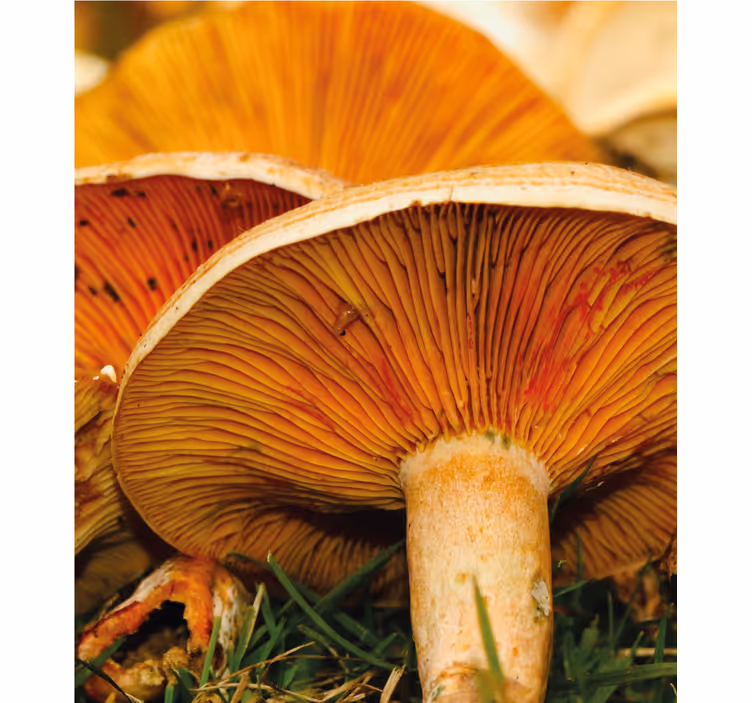 Tenda a rullo delizia ai funghi - TenStickers